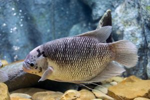 Jasa Pengiriman Ikan di Indonesia yang Aman Terpercaya