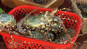 Tips Kirim Lobster yang Aman via Ekspedisi